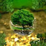Bonsai Trees…I Dare You To Stay Stressed Out