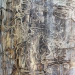 termite
