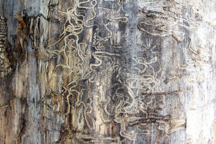 termite termite