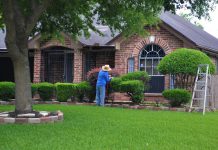 How To Take Care Of Trees And Bushes